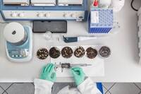 Image: Unità-bioeconomia-2022-Foto16.Test germinazione.Misura lunghezza radicale2