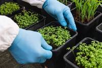 Immagine: Unità-bioeconomia-Foto36