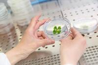 Image: Unità-Ecogenomica-2022-Foto-Marco-Parisi-5_Marchantia heavy metals