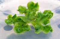 Image: Unità-Ecogenomica-2022-Foto-Marco-Parisi-6_Marchantia