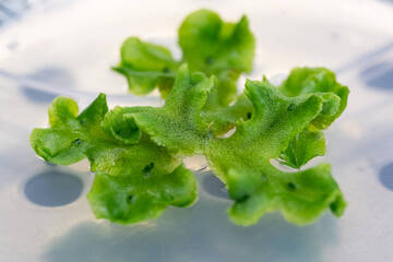 Immagine: Unità-Ecogenomica-2022-Foto-Marco-Parisi-6_Marchantia