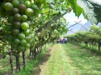 Image: Vigneti-bio-sotto-osservazione-peronospora-oidio-e-flavescenza_large