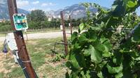 Immagine: vigneto 4.0 alla FEM