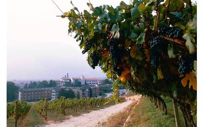 Image: Vigneto FEM AgFB16131_23