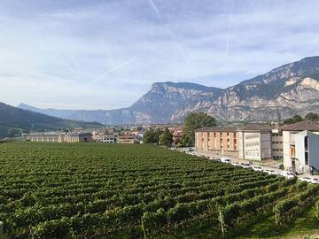 Immagine: vigneto vibrazionale FEM a San Michele (5)