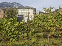 Immagine: vigneto vibrazionale FEM a San Michele (6)