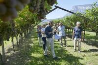 Immagine: Visita ai vigneti sperimentali