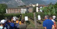 Immagine: Vite Bio_5 agosto 2026