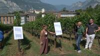 Immagine: Vite Bio_5 agosto 2026_esperta illustra le prove