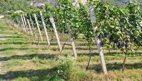 Immagine: vitigni resistenti