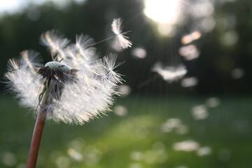 Pollini 